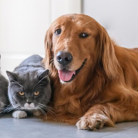 Seguro de saúde para animais domésticos